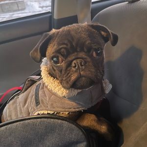 Winter fleece lined vest for dog size xs